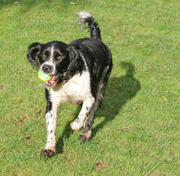Jake with ball