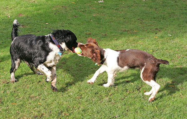 Jake & Rio tussling with the ball