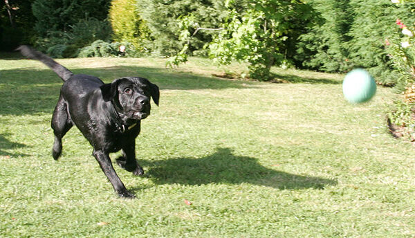 Playing Ball
