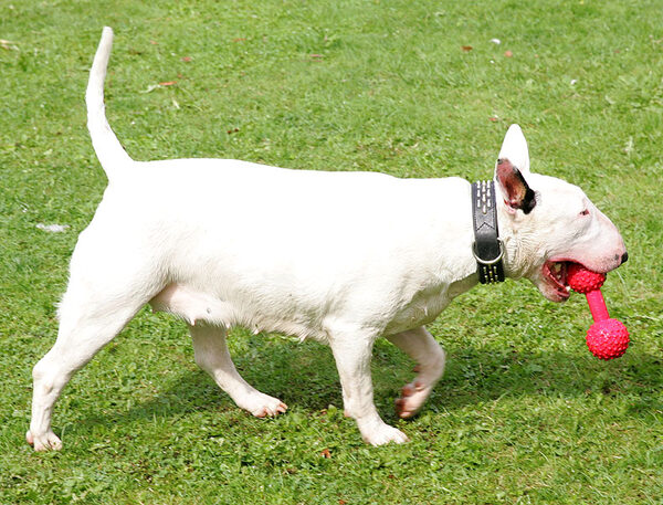 Bella and the Red Barbell Toy