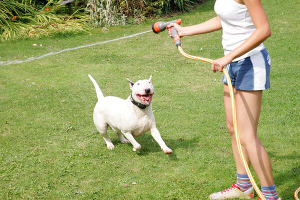 Bella and the Garden Hose