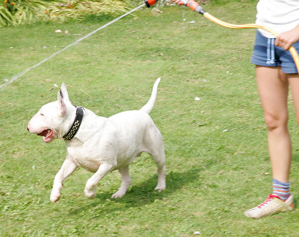 Bella Chasing The Garden Hose