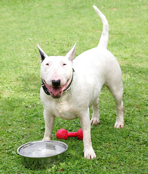 Bella, the Red Barbell Toy, and Her Water Bowl