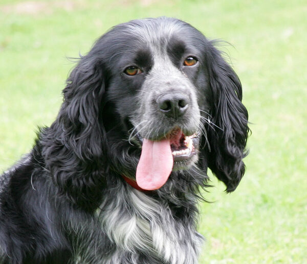 Portrait of Bracken