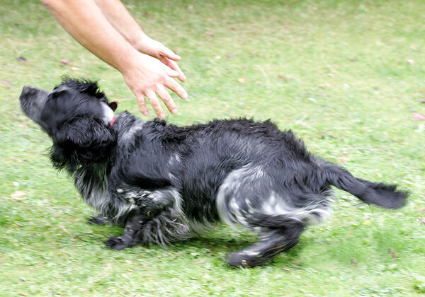Bracken Ready to Jump -- Up!