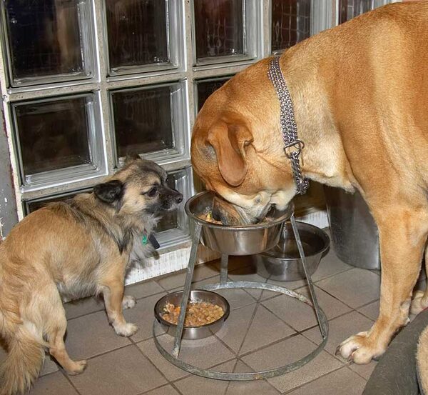 Peepee More Interested in Brutus' Dinner