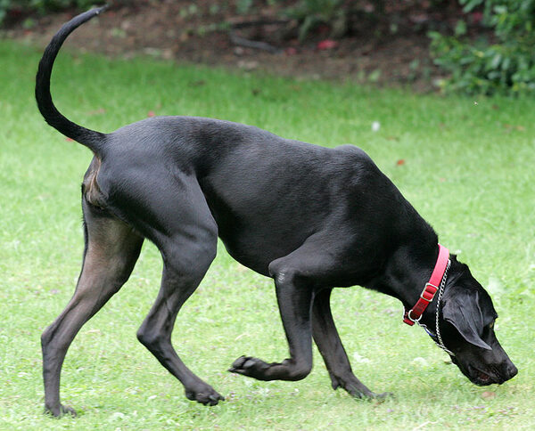 Casey Having A Sniff