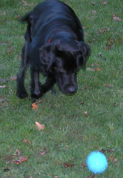 Chip About To Get The Ball