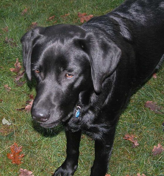Chip Watching, and Waiting For Ball To Be Thrown