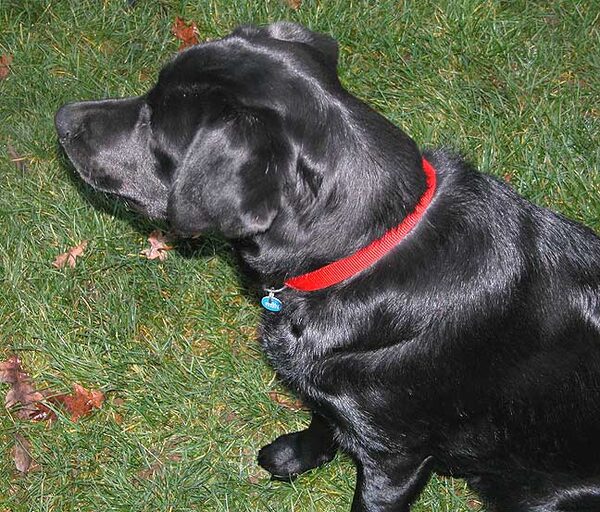 Chip Watching The Ball, and Waiting to Catch