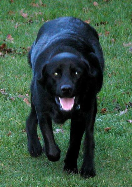 Chip Stalking the Ball -- Looks More Like A Panther