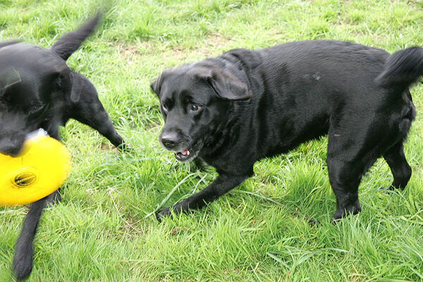 Cole in Hot Pursuit