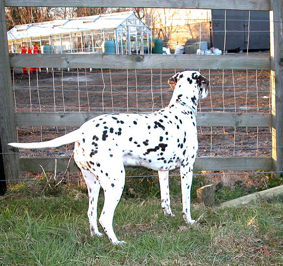 Cookie Watching the Chickens