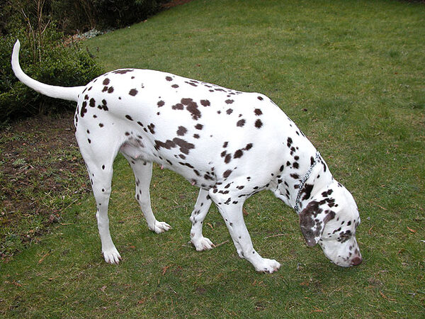 Cookie Having a Mooch