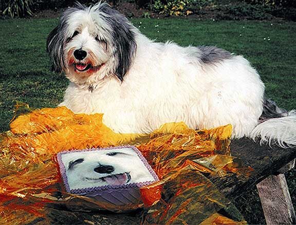 Digby and his Birthday Cake