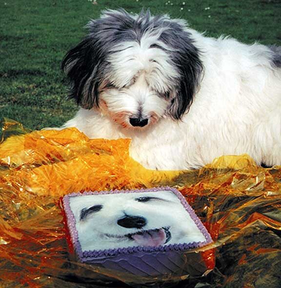 Digby and his Birthday Cake