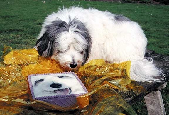 Digby and his Birthday Cake
