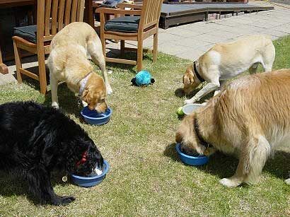 Caesar's Birthday Party