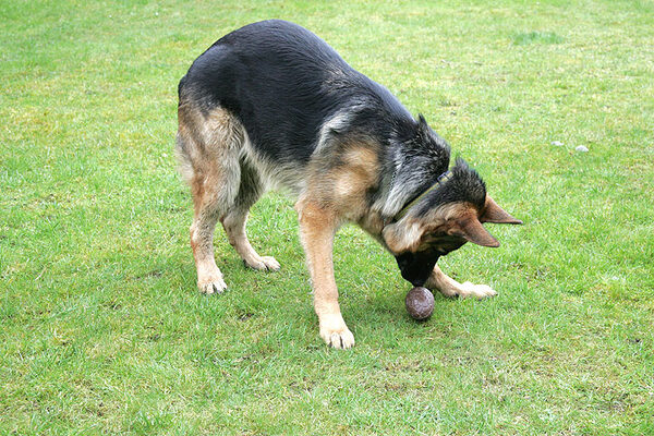 Paulo Sniffs the Easter Egg