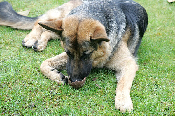 Paulo Figures Out The Easter Egg