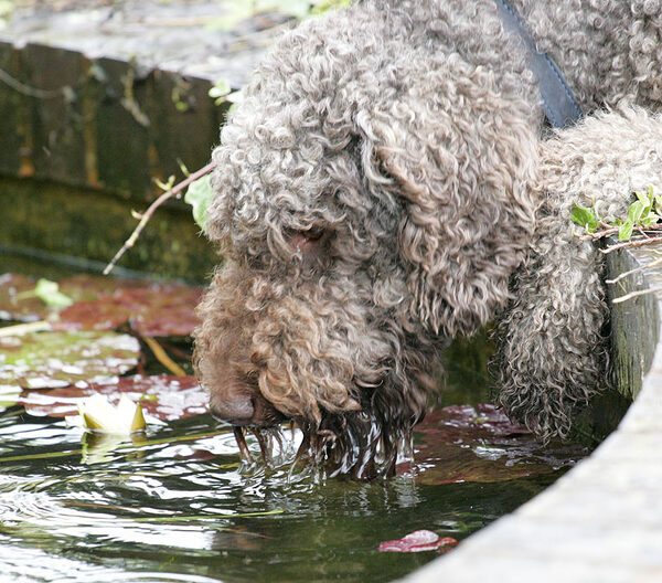 Elvis Enjoying His Pond Water Drink
