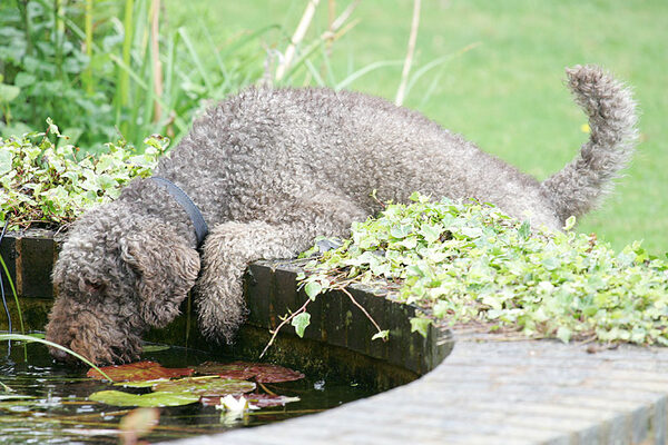 Elvis Having A Drink