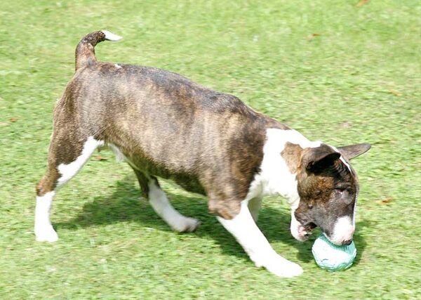 Gucci Playing Ball