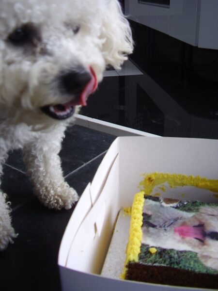 Harry Licking His Chops