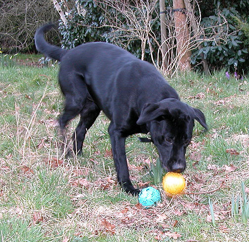 Harvey - One dog, two balls?