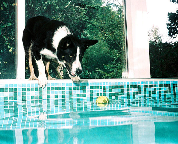 Harvey Contemplating His Tennis Ball
