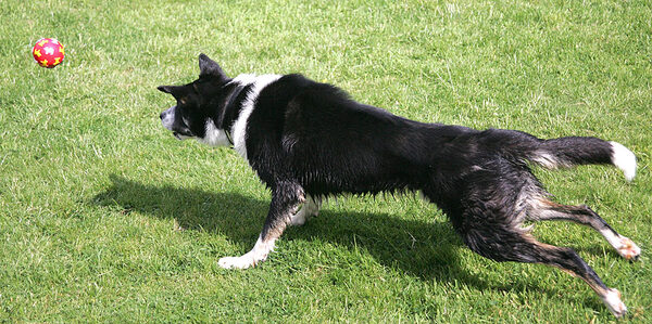 Harvey Catching The Ball