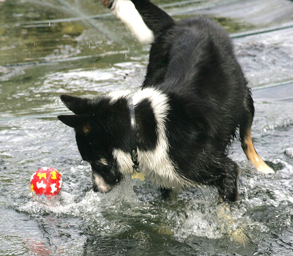 Harvey