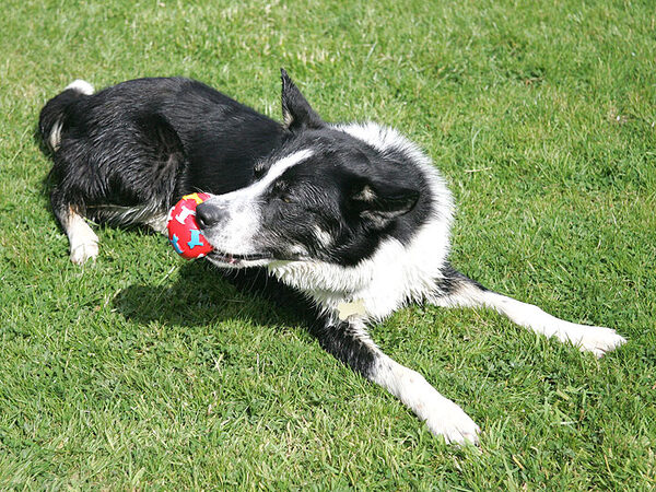 Harvey Playing Ball