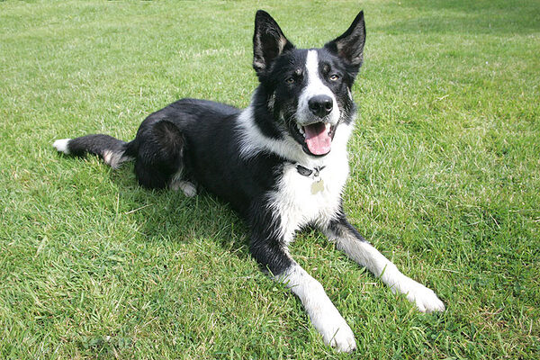 Harvey Waiting for The Ball