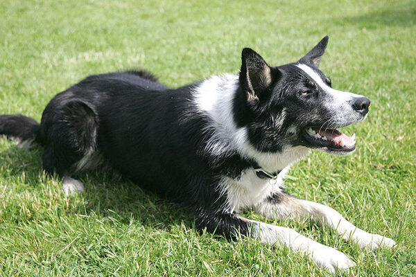Harvey -- Waiting for The Ball