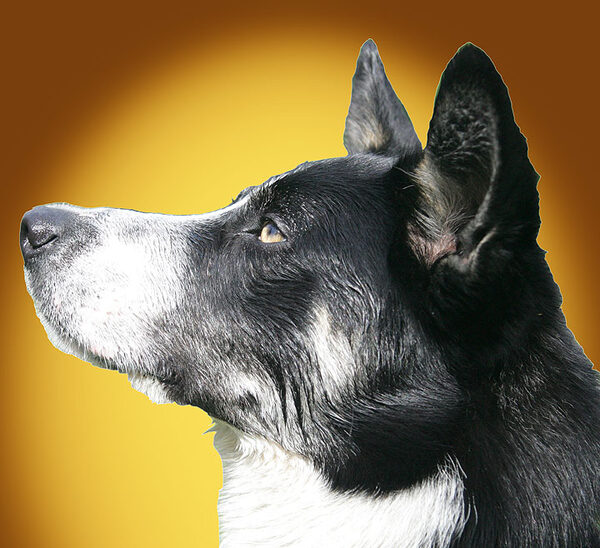 Harvey's Profile