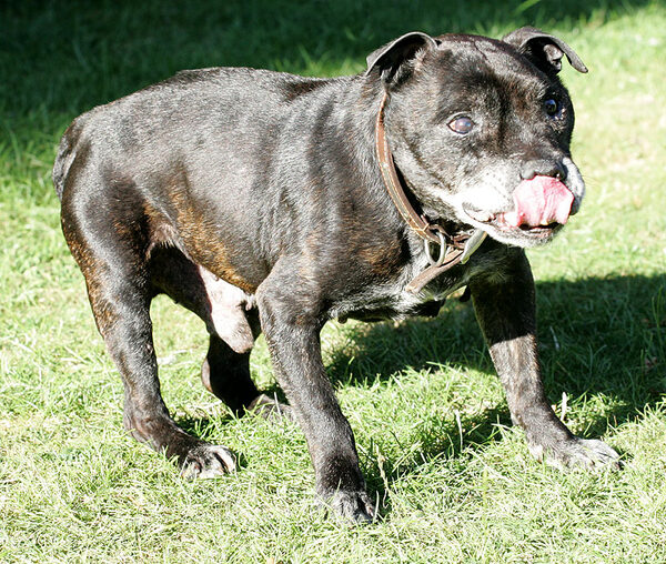 Jabba Licking His Chops