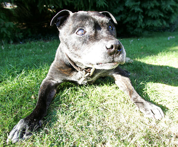 Jabba Having a Rest In The Garden