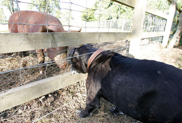 Jabba and the Tamworth Pig