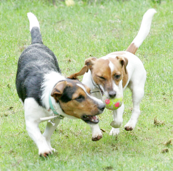 Jake and Sally -- Two Dogs, One Ball