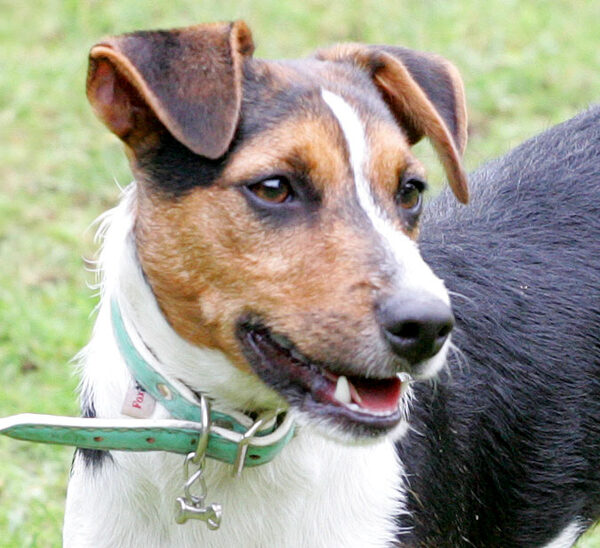Jake the Jack Russell