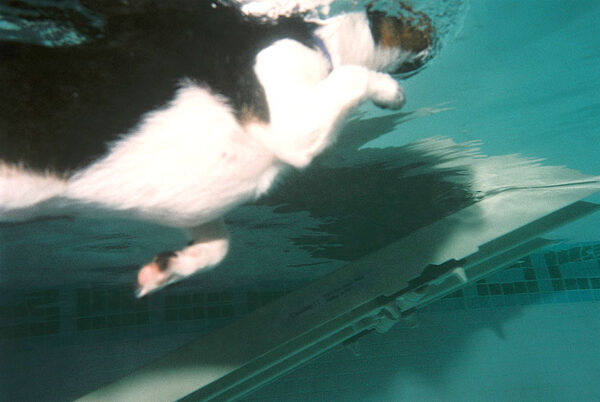 Underwater View of Jake