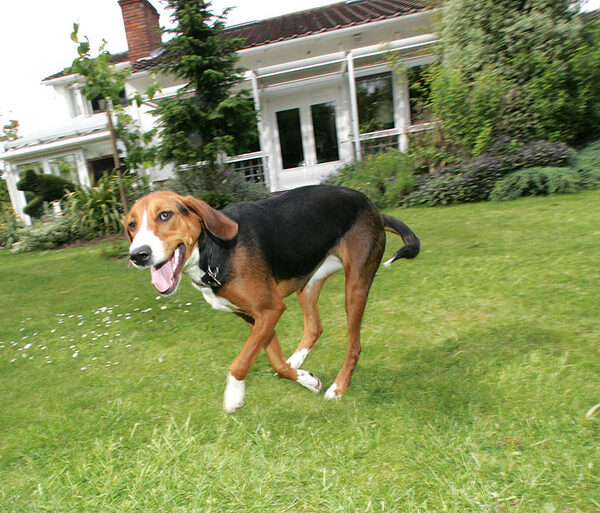 Jessie Playing Ball