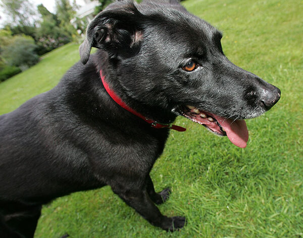 Jet in the Garden
