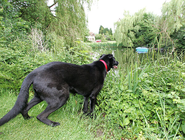 Jet Watching the Ducks