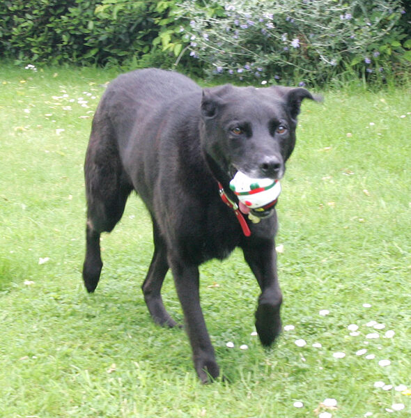 Jet Returning the Ball