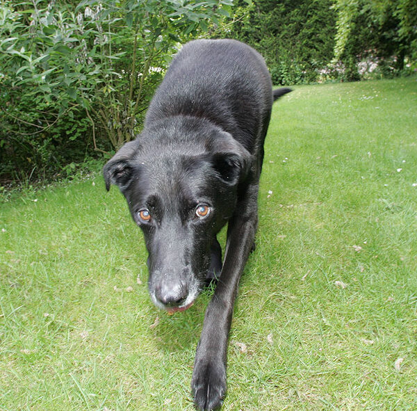 Jet Stepping Forward