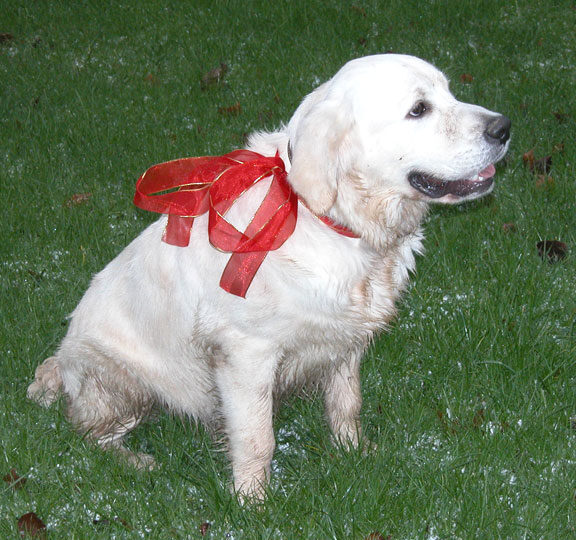 Joe at Christmas