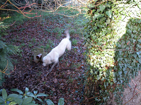 Joe Heading To The Stream