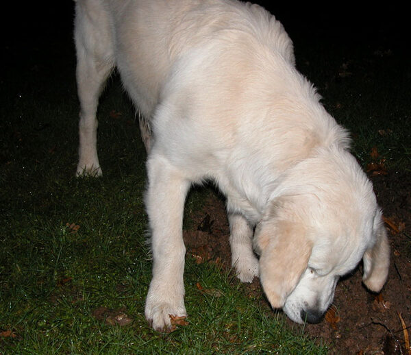 Joe Investigating